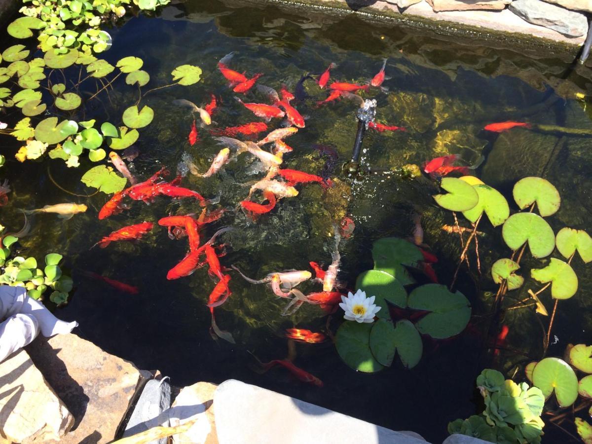 开普梅 长春花旅馆酒店 外观 照片